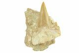 Large Otodus Shark Tooth Fossil in Rock - Morocco #292016-1